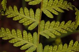 Image result for Arthropteris palisotii