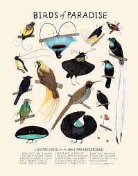 Sketch Bird Of Paradise Drawing Birds Of Paradise Etsy In 2020 Birds Of Paradise Animal Drawings Bird Drawings