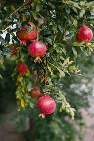 Pomegranates Growing On A Pomegranate Tree By Amy Covington Pomegranate Growing Pomegranate Fruit Painting