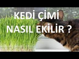 kedi cimi nasil ekilir satin aldiginiz kedi cimi seti nasil kullanilir kedi cimi ekimi nasil olur youtube