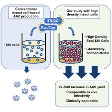 Importance of this sector (cooney, 1995). Chemically Defined High Density Insect Cell Based Expression System For Scalable Aav Vector Production Molecular Therapy Methods Clinical Development