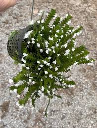 Image result for Angraecum distichum