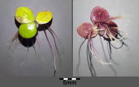 Image result for Spirodela polyrrhiza