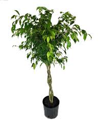 Image result for Ficus variifolia