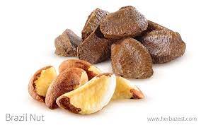 Brazil Nut Herbazest