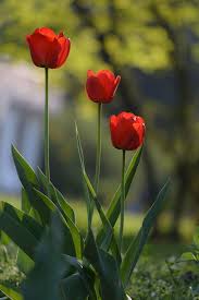 Pin On Flowers