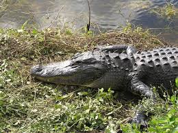 Appearing on the black market in the early 2000s, it wound up ensnaring hundreds of. Unterschied Alligatoren Und Krokodile Villa Happy Gator Venice Florida