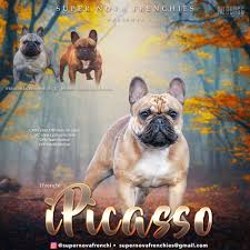 It is recommended that breeders acquire heart and joint certifications on this breed. Super Nova Frenchies Dog Breeder Banner Dogs