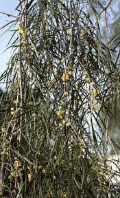 Image result for Pittosporum abyssinicum