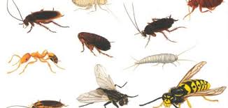 انواع الحشرات المنزلية الطائرة , شرح تفصيلي عن الحشرات - هل تعلم ؟