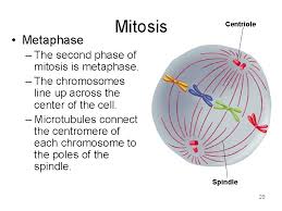 This page is about student exploration cell division gizmo answer key,contains cobbtutio. What Happens In Metaphase Mitosis