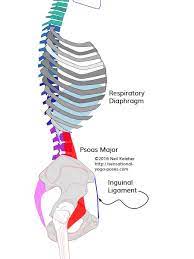 The tibialis anterior is a muscle on the front of the shin. Psoas Muscle
