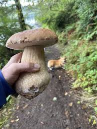 Image result for Boletus atkinsonii