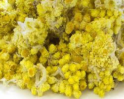 Image result for Helichrysum decorum