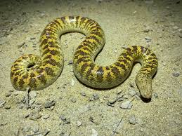 Discover more posts about arabian sand boa. Arabian Sand Boa Eryx Jayakari Inaturalist
