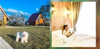 Book the perfect ontario vacation, family reunion or business event by browsing a complete list of pet friendly resorts featuring detailed property descriptions, reviews, photos, video, rates, number of rooms, amenities, activities and much more. 11 Pet Friendly Resorts Near Manila For A Purr Fect Getaway Klook Travel Blog