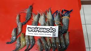 Jika merasa kesulitan mendapatkan cacing maka bisa ciri lain ialah bagian perut udang galah jantan lebih ramping jika dibandingkan dengan betina. Umpan Power Mancing Udang Galah Matsumoto Power Bait 039 Youtube