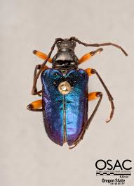 Image result for Lepistemon owariensis