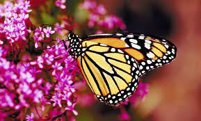 10 Plantas Que Atraen Mariposas A Tu Jardin Jardin De Mariposas Arbusto De Mariposas Arbustos