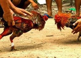 Ngajanang sareng kelod leb ayam saking kaje,. Lontar Pengayam Ayaman Saking Kubutambahan Pesona Pulau Bali