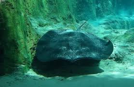 Maybe you would like to learn more about one of these? Giant Freshwater Stingray Himantura Polylepis By Albert Kang Jungledragon