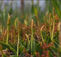 Image result for Ophioglossum polyphyllum