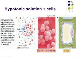 We did not find results for: Animal Cell Burst In Hypotonic Solution