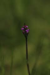 Image result for Cynorkis anacamptoides