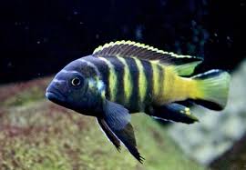 Image result for Pseudomussaenda stenocarpa