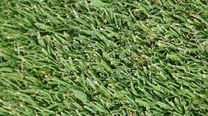 Bermuda Grass Features Planting And Care In 2021 Bermuda Grass Bermuda Grass Seed Grass Seed