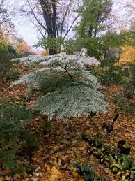 Image result for Cornus volkensii