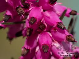 What kind of plant is kramer's red heather? Heathers Erica X Darleyensis Kramer S Red From Burncoose Nurseries