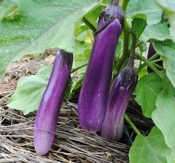 Mga resulta ng larawan para sa eggplant"