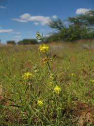 Image result for Vahlia