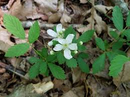 Image result for Rubus kirungensis