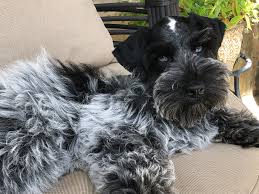 Our dogs are well socialized, and we whelp the puppies. Stein Miniature Schnauzers Home Facebook