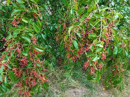 The acid content of the sweet cherry is low. Native Black Cherry Tree Hendricksen Tree Care Services