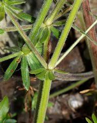 Image result for Triainolepis sancta