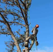 Affordable Tree Removal Services Conyers Tree Removal Tree Removal Service Tree Care