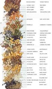 Seed Identification Chart In 2019 Lentil Nutrition Facts