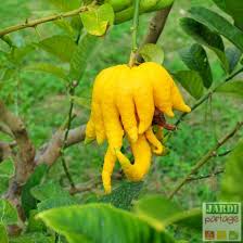 Citron Main De Bouddha Culture Du Cedratier Tous Les Conseils Pour Reussir Les Agrumes En Pot Citron Bouddha Fruit