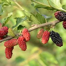Check spelling or type a new query. 6 Health Benefits Of Mulberries