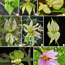 Image result for Dalechampia capensis