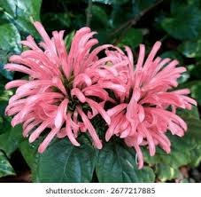 Image result for Justicia incana