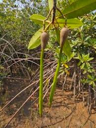 Image result for Rhizophora racemosa