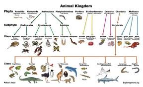 Classification Of Living Things Animal Classification Animal Classification For Kids Explore Nature
