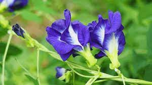 Song đó pha chế thuốc uống từ hoa. Hoa Ä'áº­u Biáº¿c Co Tac Dá»¥ng Gi Hoa Ä'áº­u Biáº¿c Co Uá»'ng TÆ°Æ¡i Ä'Æ°á»£c Khong