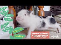 Micro Piglet Twerks To Rihanna S Work This Ridiculously Cute Micro Piglet From Pet Piggies In Bedfordshire U K Wiggles His Micro Pigs Pig Micro Piglets