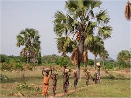 Image result for Borassus aethiopum