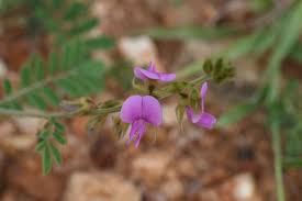 Image result for Tephrosia villosa